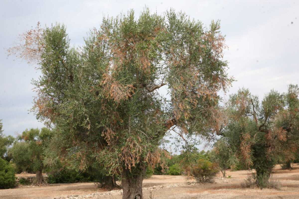 olivo-con-disseccamenti-causati-da-xylella