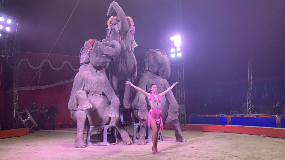 Circo Bellucci_5