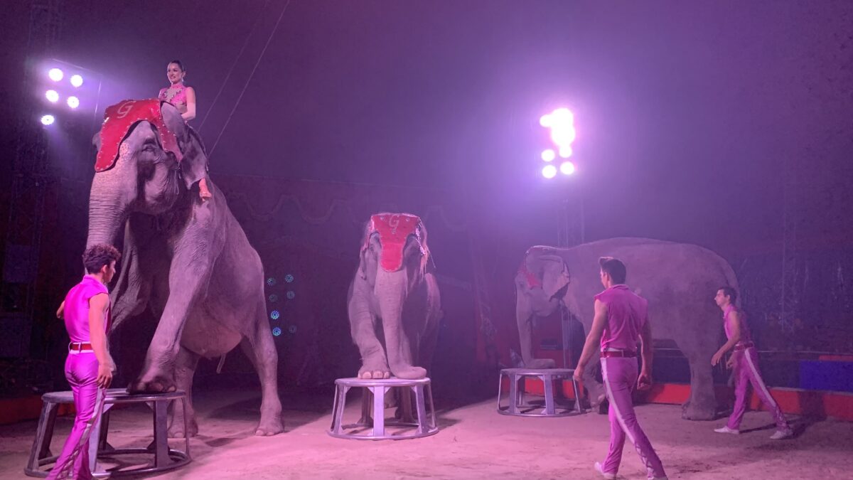 Circo Belluci_elefanti
